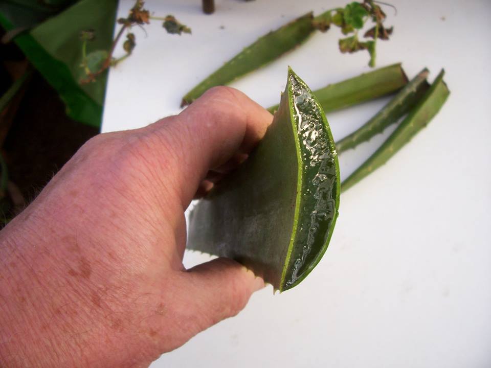 Foglie Aloe Vera 1.jpg